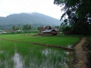 rice patties sapphire mining